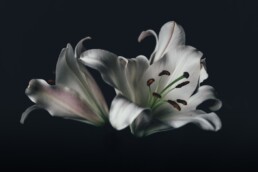 white oriental lily flower